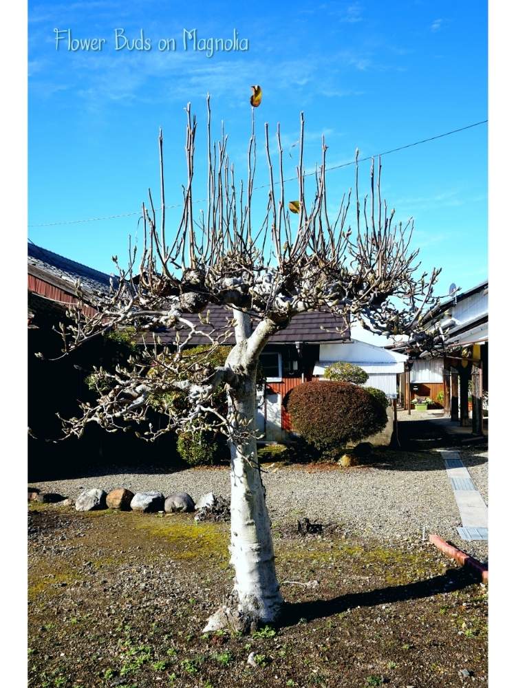 お出かけ先の画像 by toshi722さん | お出かけ先とシモクレン(紫木蓮)と花芽と岐阜県とふゆと美濃市
