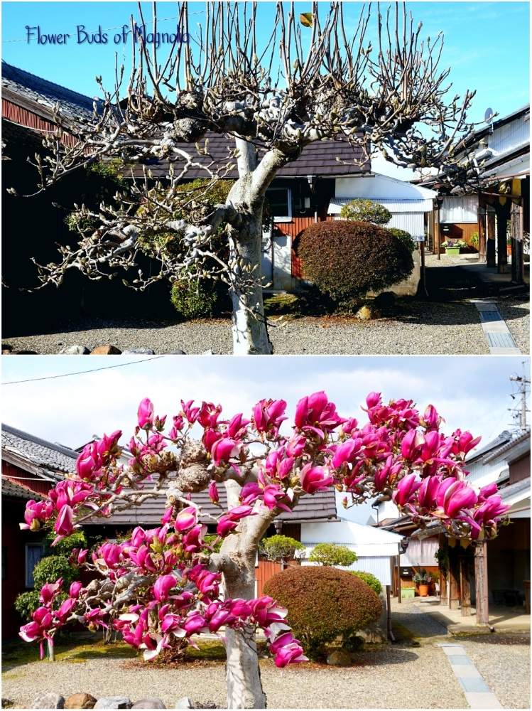 お出かけ先の画像 by toshi722さん | お出かけ先とシモクレン(紫木蓮)と花芽と岐阜県とふゆと美濃市
