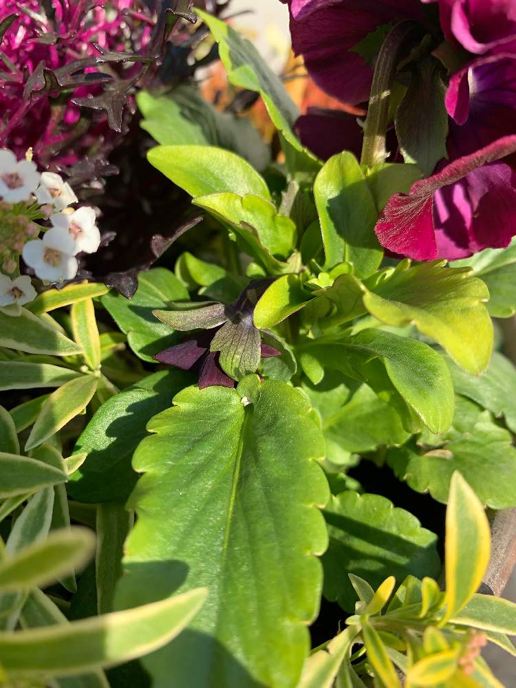 アプローチの画像 by カルさん | アプローチと寄せ植えと花のある暮らしと大人色とパンジーゆみラッセル