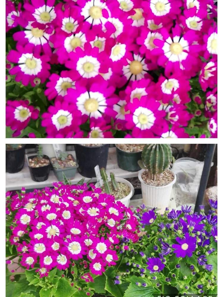 小さな庭の画像 by サボってん!さん | 小さな庭と美花の命は、短くて!と花と観葉植物とGS映えとGreenSnapmarcheと花のある暮らしと日なたぼっこと家庭菜園奮闘日記とGREEN UP!とGSでは無いけど!