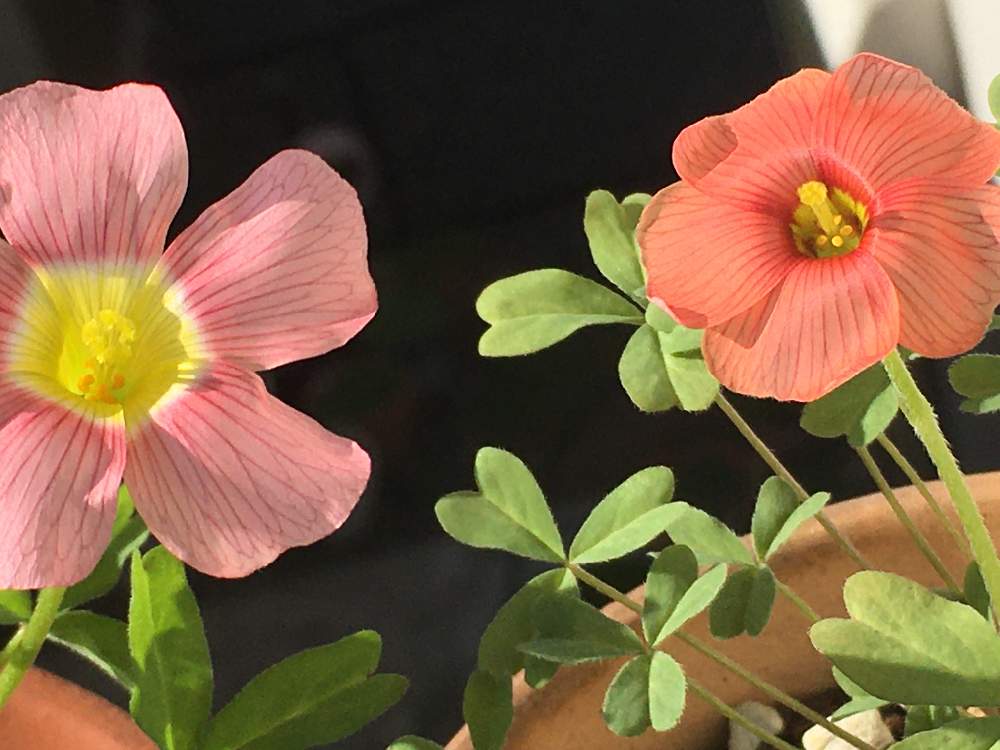 小さな庭の画像 by irfa gardenさん | 小さな庭とOxalis obtusa LoliとOxalis obtusa Burning Heartと贅沢とおnewなオキザリスとOxalisと鉢選びと太陽大好きとお初オキザリスとGS映えと植え付けと土づくりと球根と発芽と楽しみと鉢植えと生命力が強いと オキザリスと花のある暮らしと野ざらし雨ざらしと葉っぱを楽しむと球根植物と雨晒し
