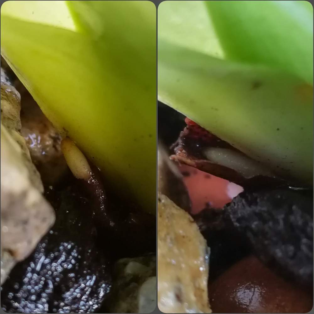 部屋の画像 by woodAppleさん | 部屋とフィリッピネンセとPaph. philippinenseと洋蘭と根っこと洋蘭原種とパフィオペディラム原種