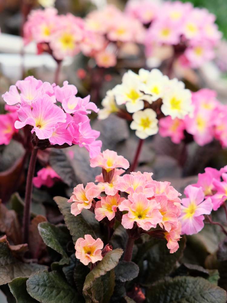 の画像 by Green Terraceさん | プリムラ ジェシカと入荷情報♪と新規入荷と季節の花とオススメとお知らせと花のある暮らしとお花屋さん