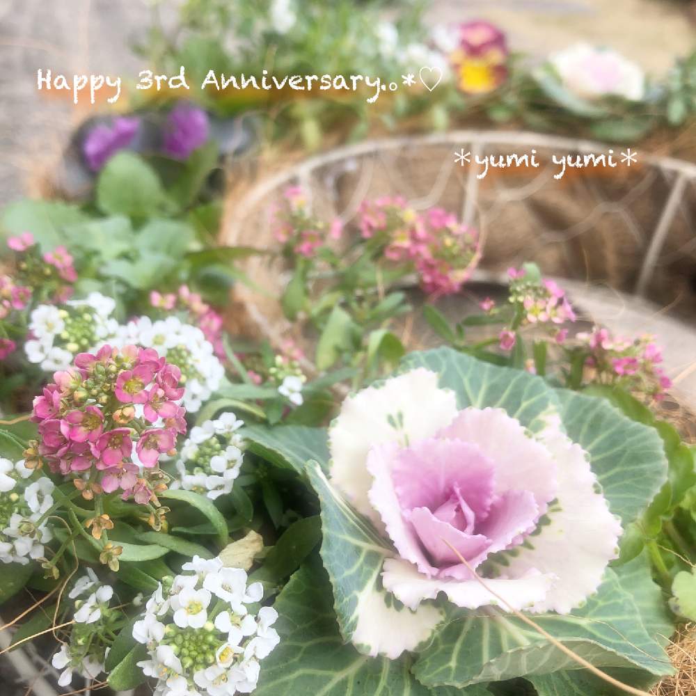 エクステリアの画像 by *yumi yumi*さん | エクステリアとキュンキュン乙女倶楽部とお疲れ様です♡と東北、北海道に光をとミニハボタンのリースとビオラ・パンジーとヒヤミカチ首里城!と虹色スミレ♡とありがとう♡と種まきっ子と㊗️三周年記念投稿とひやみかち首里城!と花のある暮らしと被災地にエールを…。とアリッサム♡
