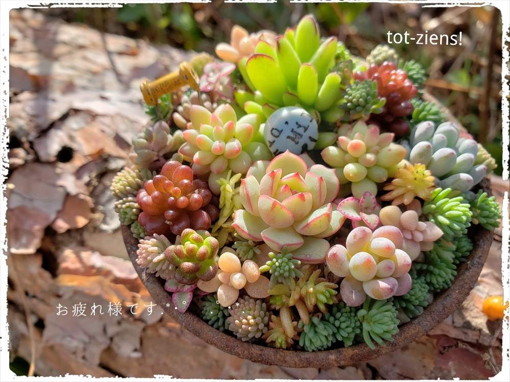 小さな庭の画像 by tot-ziens!(トット・シーンズ)さん | 小さな庭と古い道具✕多肉植物とありがとう♡と小さな多肉寄せ植えとおきにいりとトットジーンズと工場からの風景と花のある暮らしとトットシーンズさんとかわいいな♡