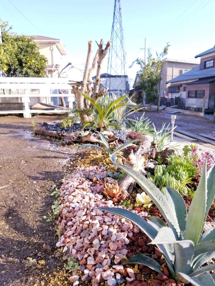 の画像 by えいきち×GARDENさん | 第3の庭とやる奴はやるとアガベ AGAVEとロックガーデンと露地植えとGS永ちゃん部と白いベンチとアガベ地植えとにわと植中毒と植木鉢無くし隊とアガベ族(笑)と庭づくりと多肉女子と本日撮影分とえいきち★ガーデンと地植えとアガベ属