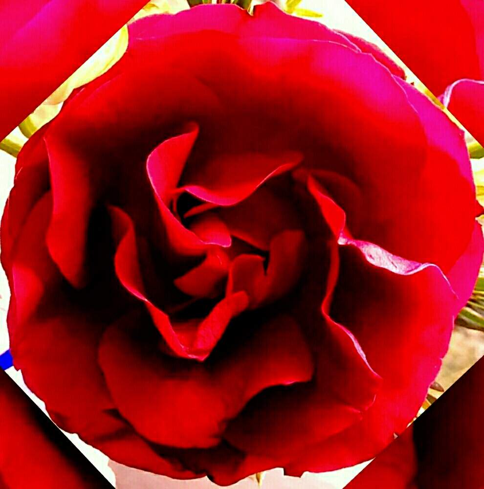 お出かけ先の画像 by ⭐CB1⭐£36hm⭐さん | お出かけ先とバラと兎に角ゴイス❗と植物と言えば・・・と⭐winter garden❤️と☆てるてるお天気〜☆とGS映えとその後・・・と⭐ cheers⭐とbreakfast, lunch, teatime and supperと縁起善き哉〜☆と魔除け用とgreen & tea timeと花のある暮らし