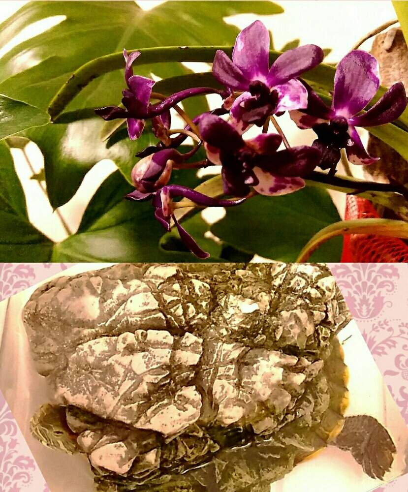部屋の画像 by ⭐CB1⭐£36hm⭐さん | 部屋とセロームとVandachostylis Pinkyとバンダコスティリス ピンキーと兎に角ゴイス❗と植物と言えば・・・と⭐winter garden❤️と☆てるてるお天気〜☆とGS映えと屋敷住まいとその後・・・と⭐ cheers⭐と縁起善き哉〜☆と魔除け用と花のある暮らし