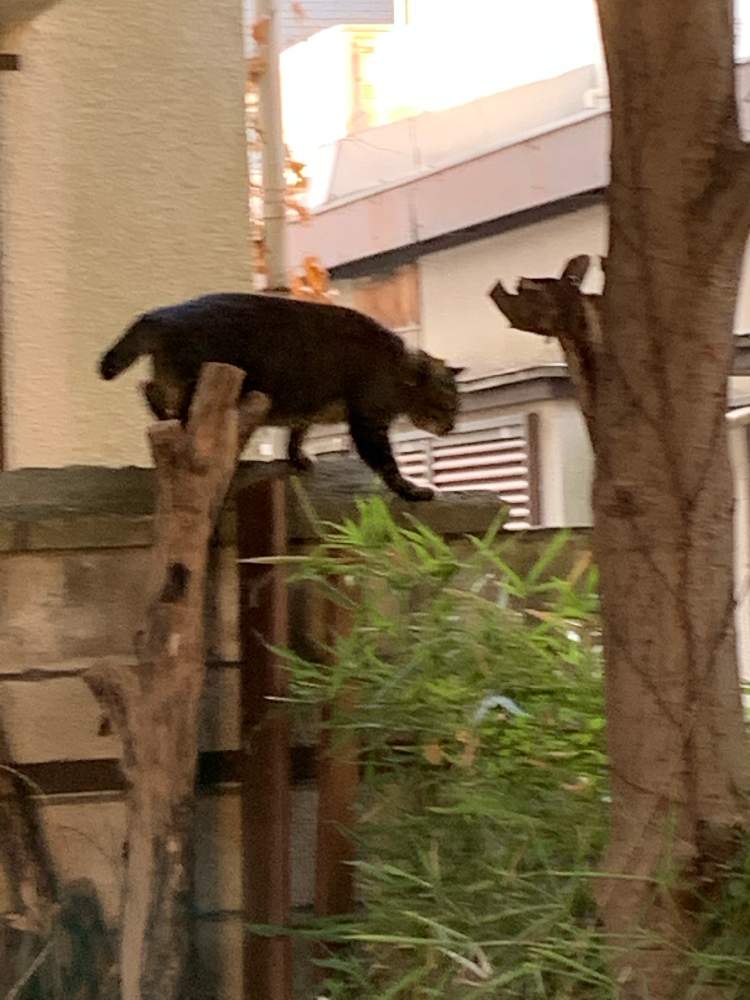 の画像 by ぷ〜にゃん♪さん | 東京の冬景色と世田谷ニャン♪とネコ好きとねこ愛が止まらないと東京ニャン♪と東京、大好き ♡