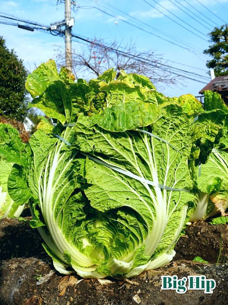 畑の画像 by toshi722さん | 畑と白菜とふゆと家庭菜園と岐阜県と家庭菜園奮闘日記と美濃市と秋物野菜日記