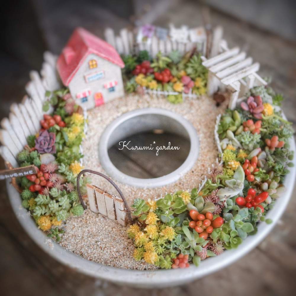 の画像 by くるみ*さん | セダム寄せと多肉植物 寄せ植えと多肉植物いろいろと箱庭と箱庭 多肉植物と多肉植物とミニチュアガーデンと箱庭作りと冬の多肉植物と小さな多肉植物♡と多肉箱庭とkurumi gardenとハンドメイド作品と東京ファンタスティックとお誘いと箱庭リースと紅葉する多肉と多肉植物寄せ植えとナチュラルガーデンと多肉植物のある暮らしとくるみガーデンとTOKYO FANTASTICと小さな世界とKurumi*gardenとtokyofantasticと洗濯物のゆれる箱庭