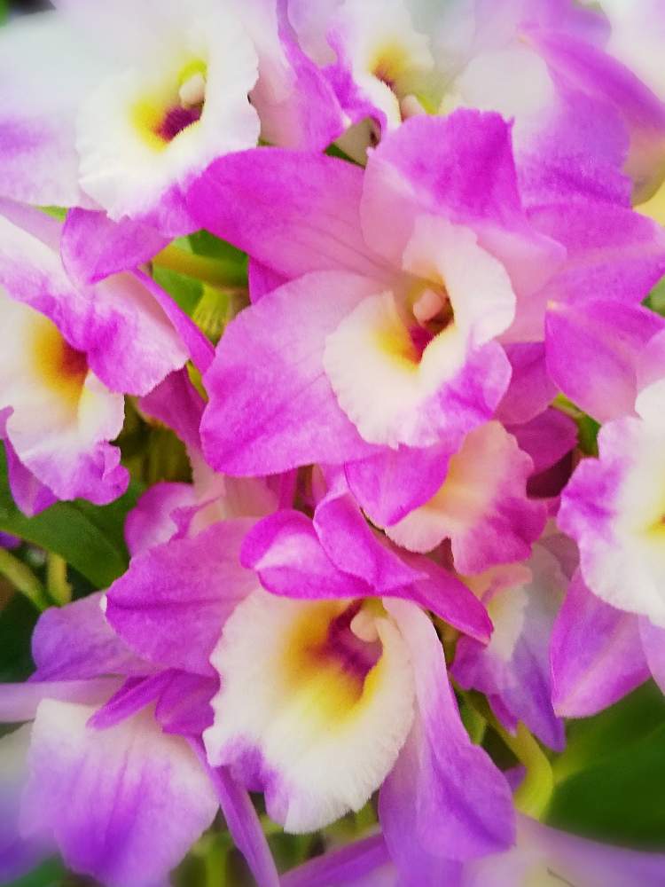 お出かけ先の画像 by たまごさん | お出かけ先とピンクの花と淡い色の花と綺麗な花と洋ランと彩りと花のある暮らしとかわいい花