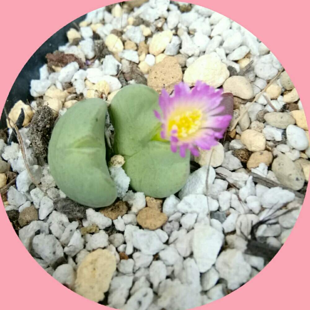 の画像 by みぃみぃ♪さん | コノフィツム♡とコノフィツムの花と咲きました❣️と多肉ラボ©と❤️いいね、ありがとうとタニク初心者