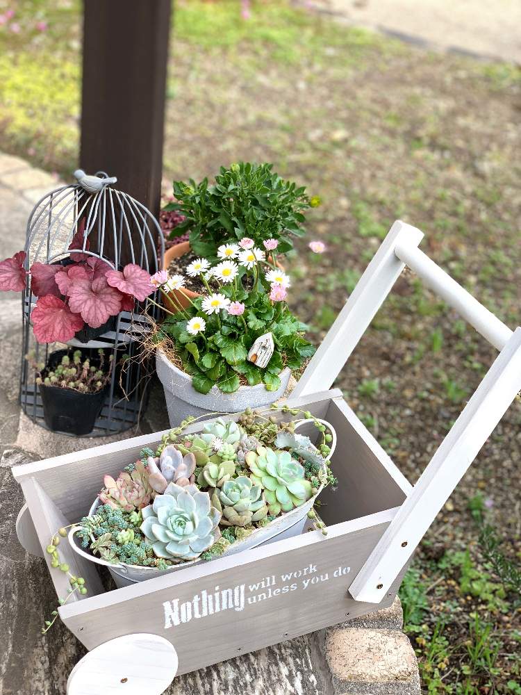 小さな庭の画像 by naechanさん | 小さな庭と多肉植物寄せ植えと多肉植物の花と花のある暮らしとイングリッシュデージー。