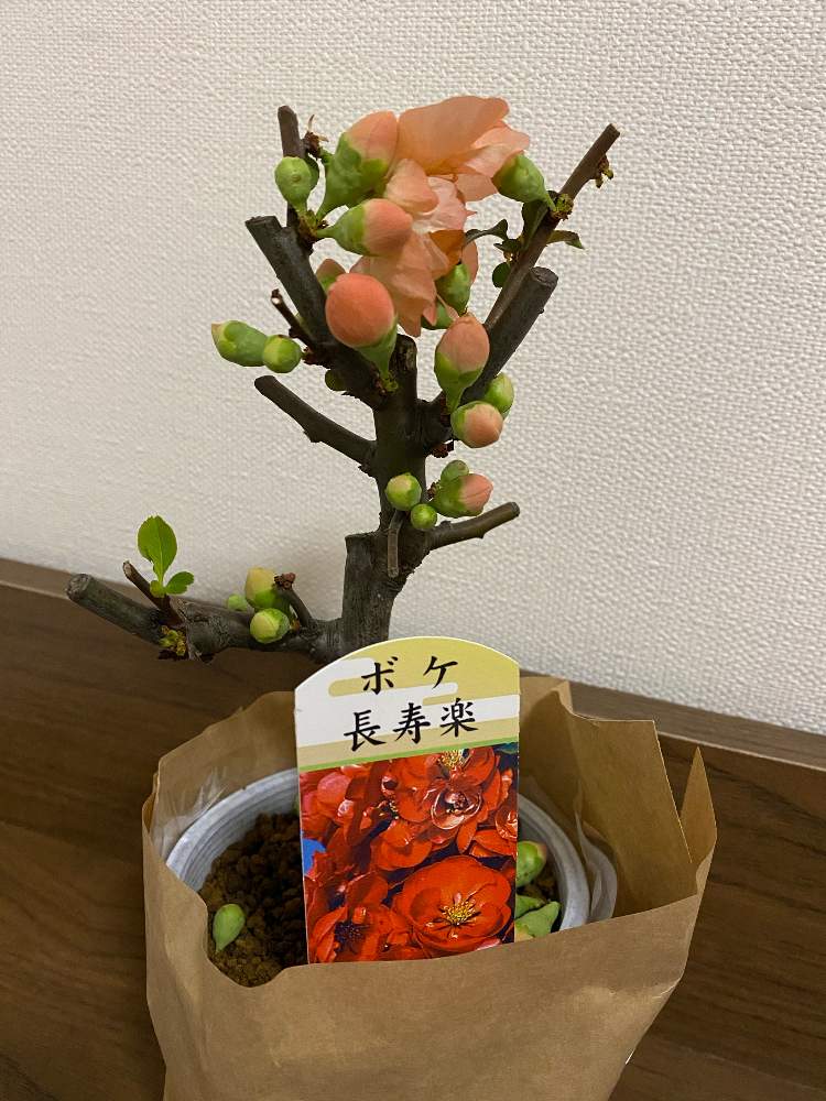 部屋の画像 by ☆Mayuka☆さん | 部屋と木瓜(ボケ)とボケ 長寿楽と今日もふぁいと!と冬を乗り越えろとお花が大好きと冬に咲く花フォトコンと辛いときこそ笑顔とGSのみなさんに感謝♡とふゆに負けないと楽しく暮らすと室内越冬とお家で越冬とお花は人を元気にするとさむさにまけずとしあわせ♡と四季を楽しむと花のある暮らしと寒さに負けずと植物を愛でるとポジティブに行こう!!といやし♪と植物に癒されてと植物愛