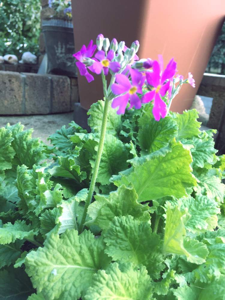 小さな庭の画像 by キントキさん | 小さな庭とサクラソウとピンクの薔薇と❤️いいねありがとう♪とバラの小庭といいね&フォローありがとうございます:)と小さな庭♡とコメント大歓迎♪とお庭のバラと花のある暮らしと南の庭☀️