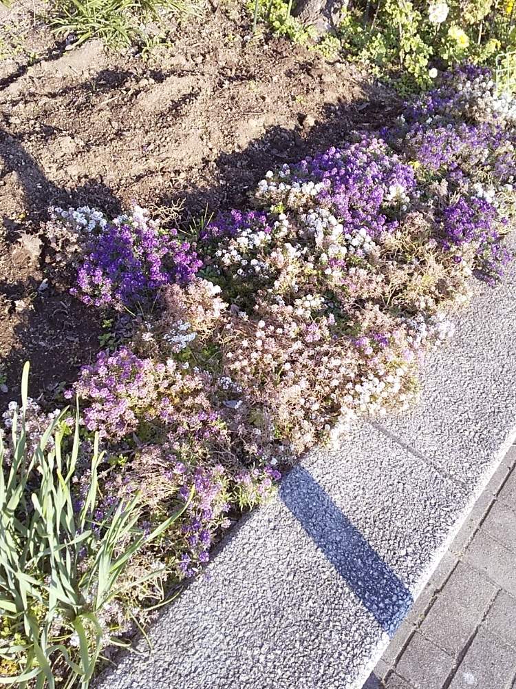 お出かけ先の画像 by 花音さん | お出かけ先と花のある暮らしと冬に咲く花フォトコン