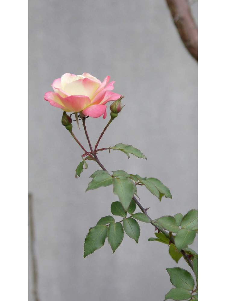小さな庭の画像 by 由美子さん | 小さな庭と薔薇とみどりのある暮らしと冬に咲く花フォトコンとゆみさんのバラ遊びとばら バラ 薔薇と水曜ローズショーとゆみさんちの庭あそびとローカルカメラマンかな?!(笑)とLUMIX DMC - GF3とパナライカ25mmとミラーレス一眼と花のある暮らしとバラ・ミニバラ