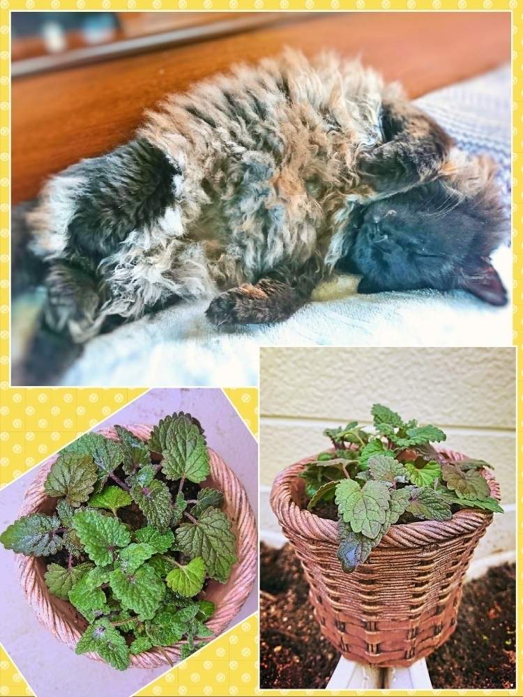 寝室の画像 by たやさん | 寝室とキャットニップとふわふわと触り心地とネコ好きと猫のいる生活と巨大猫レオとわが家のハーブ❢と発根実験中と猫と植物と植え替えと黒猫とうちの猫とハーブとハーブのある暮らしとハーブ女子とネコと100均鉢と記録用と仕立て直しと紅葉(こうよう)