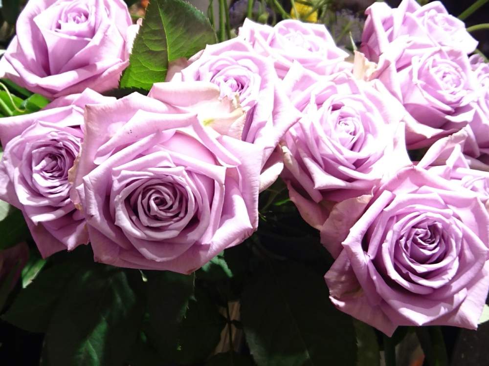 お出かけ先の画像 by トリトンさん | お出かけ先と薔薇と元気だしてとキュンキュン乙女倶楽部と水曜ローズショーとありがとう♡とかわいい♡と㊗️三周年記念投稿といやされる♡とありがとう♡嵐♡とGS映えとGS日和とキュンキュン乙女倶楽部No.183とお花屋さん