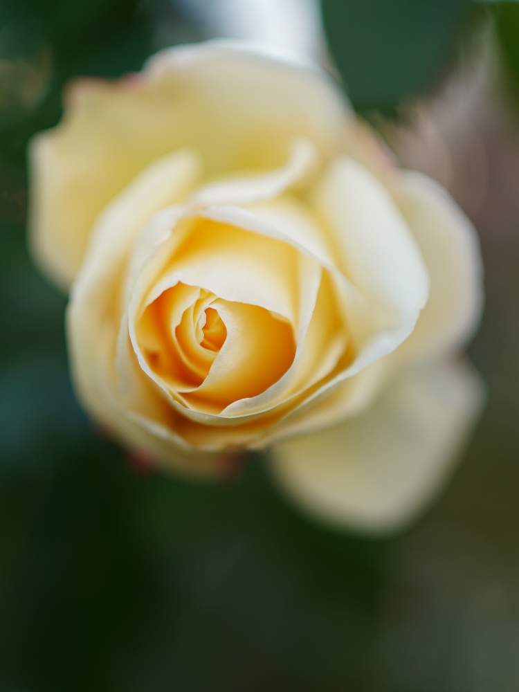 お出かけ先の画像 by quattroさん | お出かけ先とバラ園とばら バラ 薔薇と水曜ローズショーとお写んぽとSIGMA 24mm F1.4 DG HSM Artとお写ん歩と花のある暮らしとバラ・ミニバラ