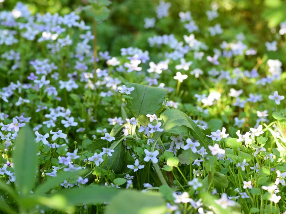 お出かけ先の画像 by quicoule❁*゚さん | お出かけ先と今日も笑顔で♡とquicoule's photoとおはようございますとお花が好き♡としあわせ♡と素敵な出会いに感謝と小花と花のある暮らしと優しい時間と冬に咲く花フォトコン