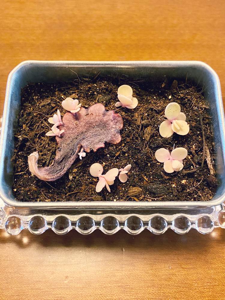 部屋の画像 by なおさん | 部屋と胡蝶の舞と多肉植物とたのしみ♡と幸せと植物愛がとまらないと胡蝶の舞!とよろしくお願いしますと植物大好きとピンク❤︎ピンクと植物だいすきと大好きと植中毒と多肉お母さんと素人園芸と小さな幸せ♡とうれしい!と可愛いと葉挿しと新芽ともりもり咲きと乙女のピンク
