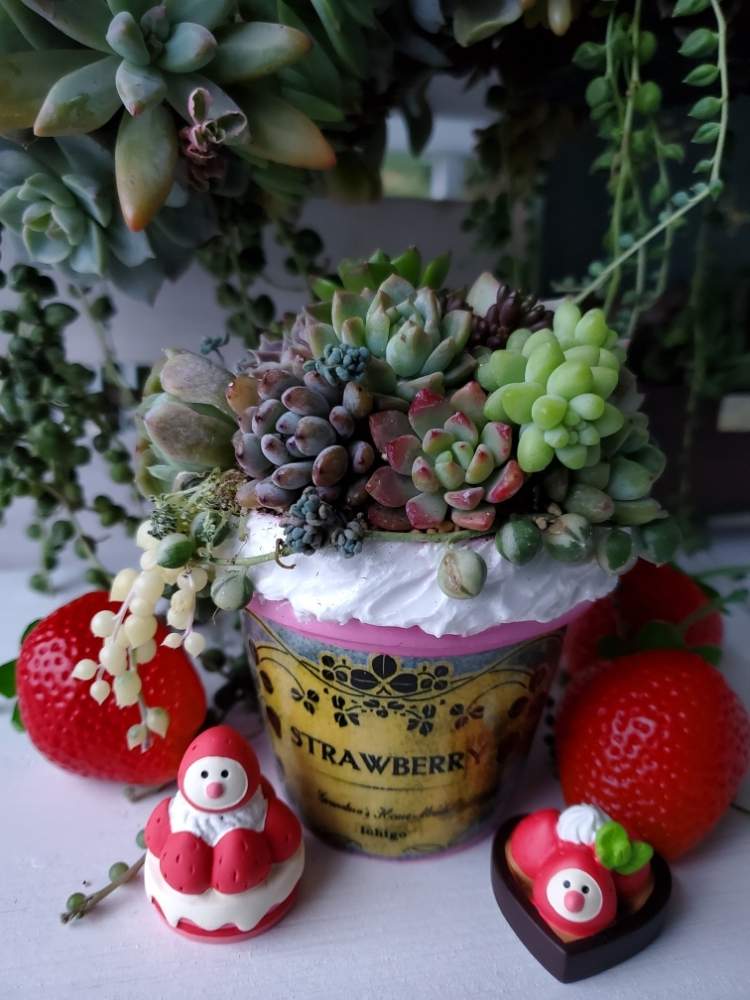 テラスの画像 by otanico.さん | テラスと多肉植物と多肉ちゃんと多肉植物寄せ植えと多肉女子と多肉植物とサボテンとタニラーと毎月15日はいちごの日と花のある暮らしと多肉寄せ植え