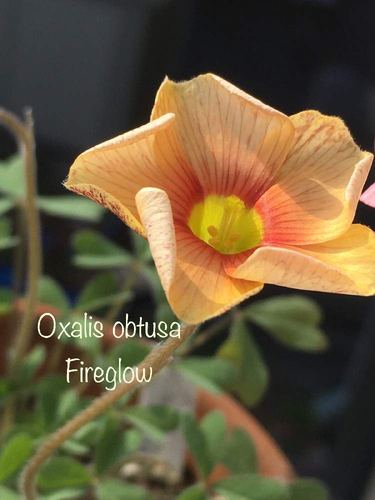 小さな庭の画像 by irfa gardenさん | 小さな庭とOxalis obtusa Fire glowと贅沢とおnewなオキザリスとOxalisと鉢選びと太陽大好きとお初オキザリスとGS映えと植え付けと土づくりと球根と発芽と楽しみと鉢植えと生命力が強いと オキザリスと花のある暮らしと野ざらし雨ざらしと葉っぱを楽しむと球根植物と雨晒し