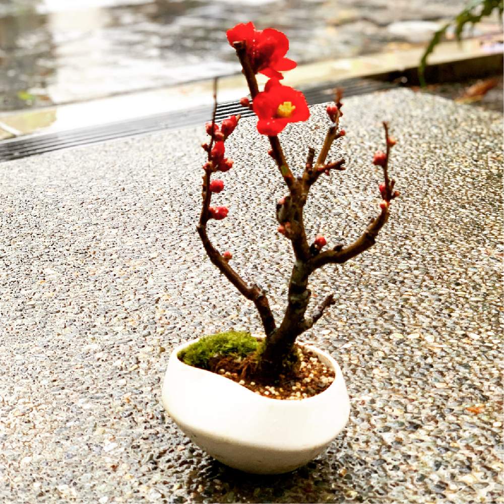 和室の画像 by mini-bonsai.lifeさん | 和室と盆栽教室と『冬の盆栽』フォトコンと苔 (コケ)と日本の伝統とミニ盆栽と多肉女子と小品盆栽と盆栽とワークショップ