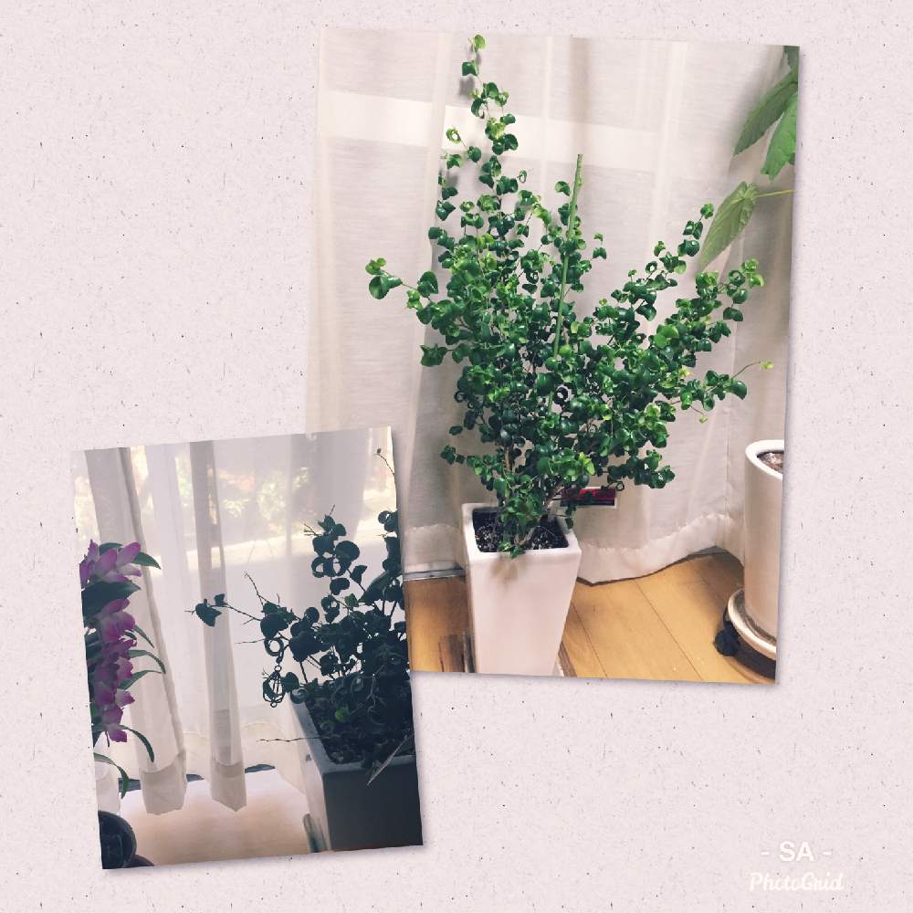 部屋の画像 by SAさん | 部屋とベンジャミン・バロックとインドアグリーンとNO GREEN NO LIFEと観葉植物とわが家の観葉植物❢と成長記録