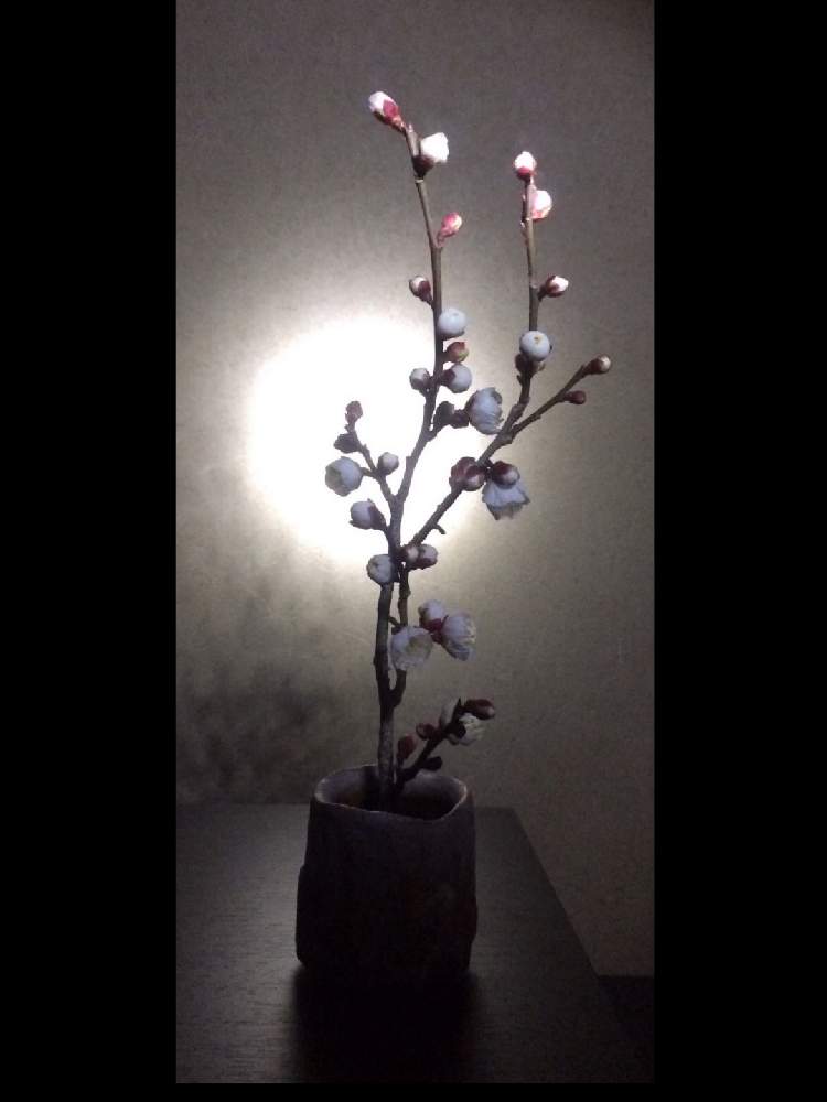 部屋の画像 by Kazyanさん | 部屋と白梅の花と白梅シリーズ 和堂と生花シリーズ 和堂と梅シリーズ 和堂とミニ花器と小さな花器と花器の色々 和堂と満月シリーズ 和堂