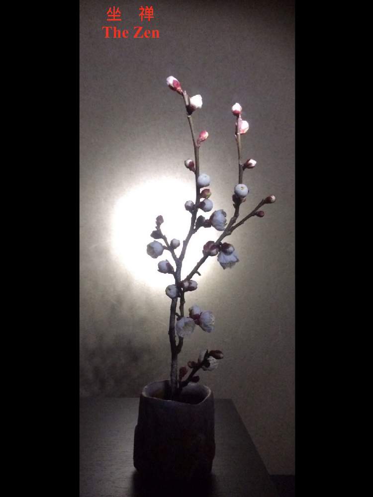 部屋の画像 by Kazyanさん | 部屋と白梅の花と白梅シリーズ 和堂と生花シリーズ 和堂と梅シリーズ 和堂とミニ花器と小さな花器と花器の色々 和堂と満月シリーズ 和堂