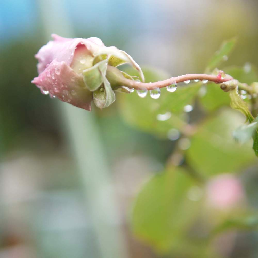 小さな庭の画像 by 由美子さん | 小さな庭と薔薇とニューウェーブとみどりのある暮らしとゆみさんのバラ遊びとばら バラ 薔薇とゆみさんちの庭あそびとLUMIX DMC - GF3とパナライカ25mmとミラーレス一眼と花のある暮らしとバラ・ミニバラと水曜水分