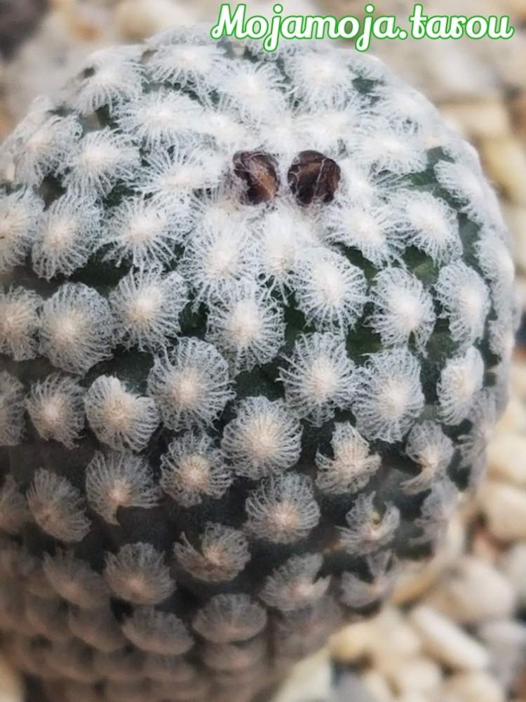 棚の画像 by もじゃもじゃ太郎さん | 棚と白花バラ丸とTurbinicarpus valdezianus "albiflora"とバラ丸と多肉植物とサボテン科と白花 バラ丸とボタニカルライフとバラ丸☆と植中毒とツルビニカルプス属と多肉植物とサボテンと珍奇植物と多肉男と花のある暮らしと奈良多肉植物研究会と花芽へのときめき(*゚-゚)とビザールプランツと植物棚