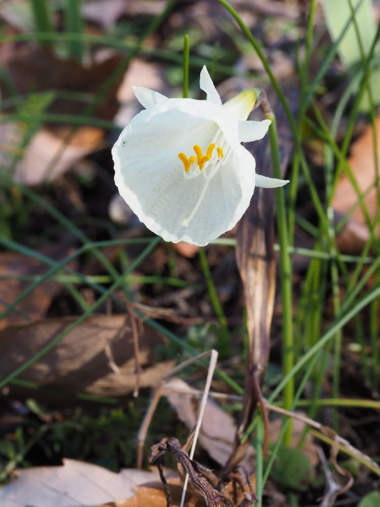 お出かけ先の画像 by E.T.Jonesさん | お出かけ先とナルキッスス・カンタブリクスとデジカメ撮影と冬の花とヒガンバナ科とデジカメ初心者とミラーレス一眼と国営武蔵丘陵森林公園と花のある暮らしとM.ZUIKO ED 60mm F2.8 Macroと白い花