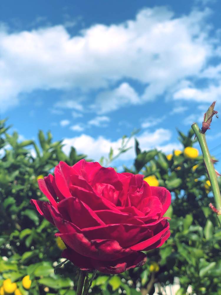 小さな庭の画像 by kyonさん | 小さな庭と薔薇と素敵な時間と花のある暮らしとGSアダルトチームとiPhone撮影と水曜ローズショー