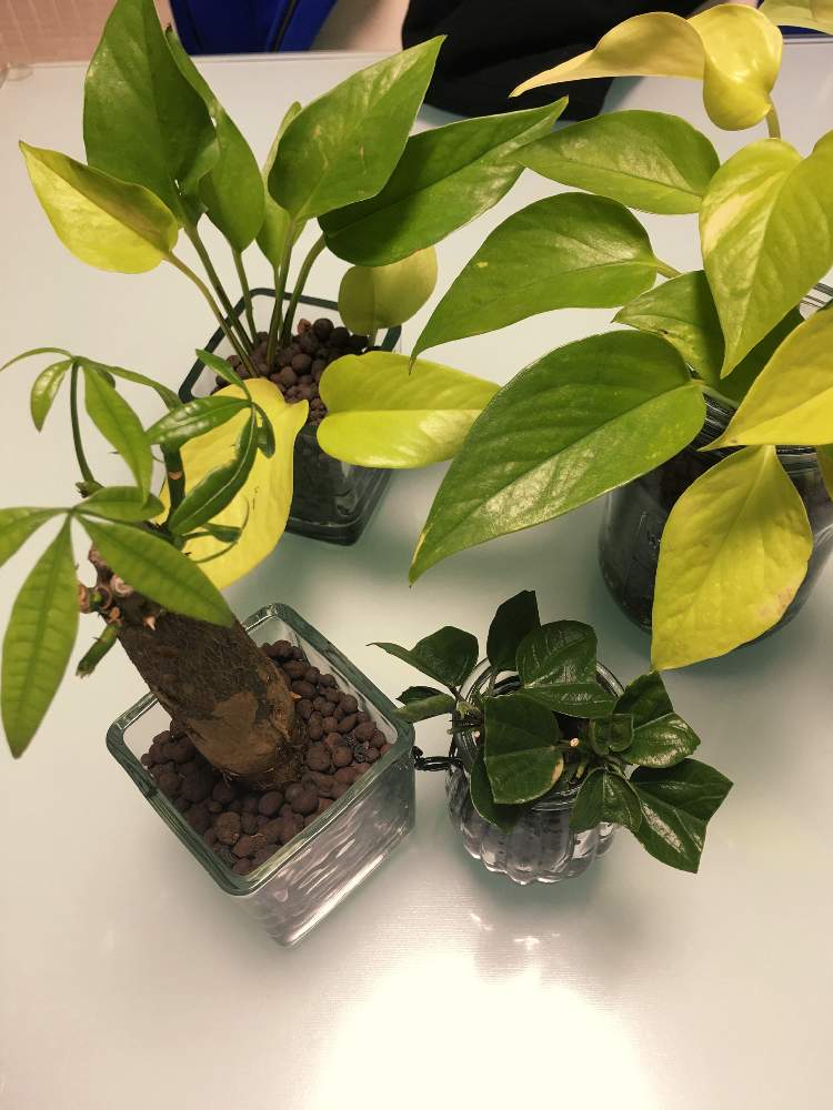 部屋の画像 by モンスーテーラーさん | 部屋と観葉植物と植物男子とわが家の観葉植物❢とミドリストとポトス♪と挿木と ハイビスカスとパキラ★とチーム愛知