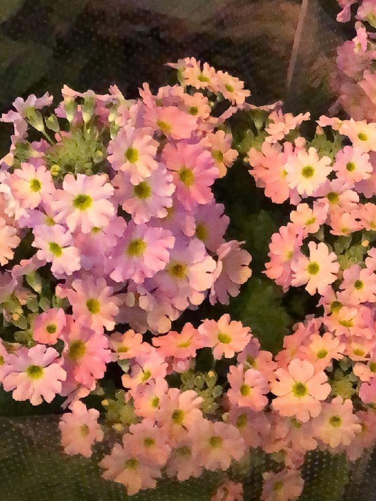 お出かけ先の画像 by ga-さん | お出かけ先とサクラソウと晴れてるやんと雨やん‼︎と冬に咲く花フォトコン