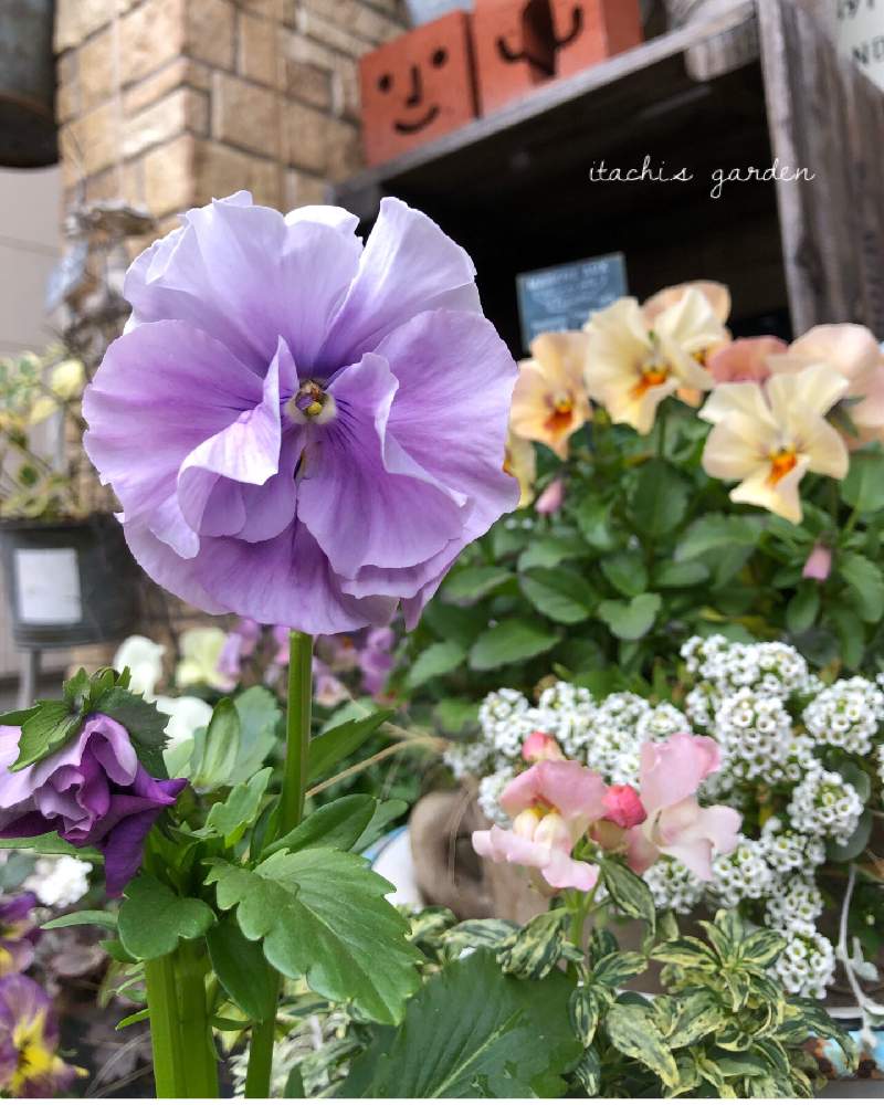 玄関の画像 by itachiさん | 玄関と趣味がお仕事にと植物のある暮らしと冬に咲く花フォトコンとお花大好き♡とビオラ・パンジーと寄せ植えとガーデニング大好き❤️と植物大好きと植えっぱなしとキンギョソウ♪と癒されると花のある暮らしとアリッサム♡と玄関先