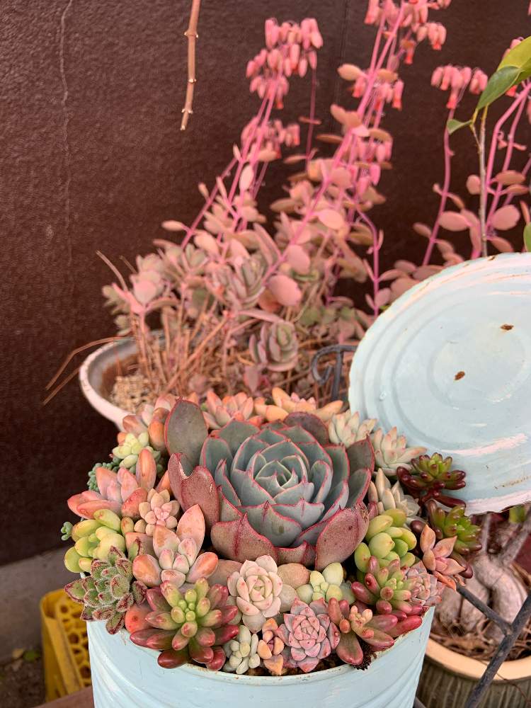の画像 by いつここまさん | 胡蝶の舞と多肉植物の寄植え