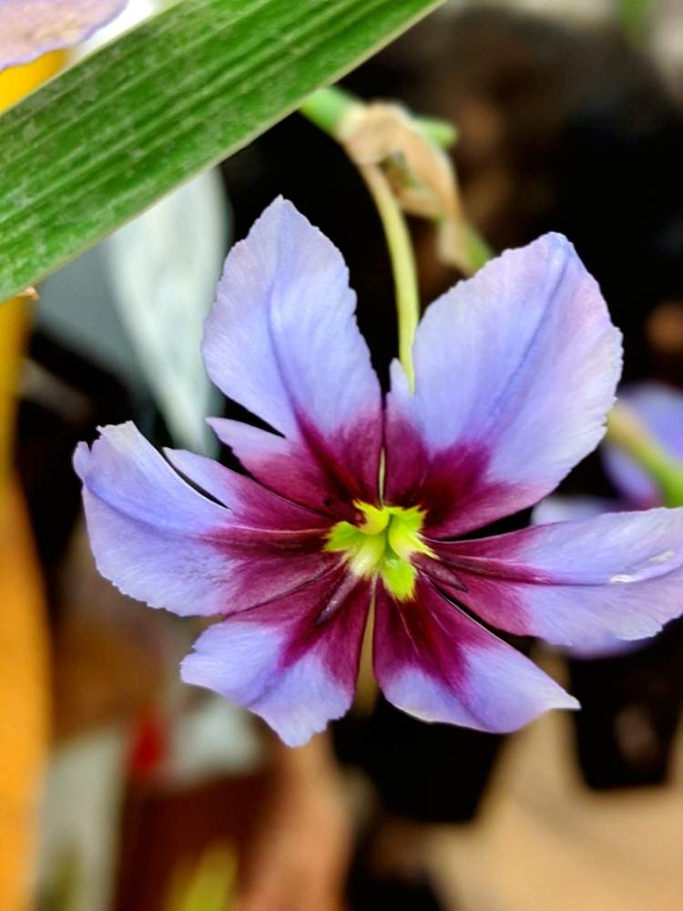 お出かけ先の画像 by 風船カズラさん | お出かけ先とチョコレートの香りとお気に入りの お花屋さんと羽子板の羽と茎のラインが美しい!と茎のラインと羽子板の羽根とココリネ