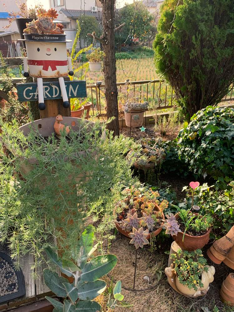 の画像 by ゆかりんさん | 乙女心☆と多肉植物とロータスコットンキャンデーとアイビー❇︎と多肉女子と多肉植物の紅葉と多肉寄せ植えと冬の多肉ちゃん