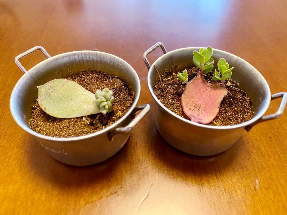 窓辺の画像 by なおさん | 窓辺と白牡丹と朧月と名前を教えて!と子宝弁慶草と多肉植物とたのしみ♡と幸せと植物愛がとまらないとよろしくお願いしますと植物大好きと植物だいすきと大好きと植中毒と多肉お母さんと素人園芸と小さな幸せ♡とうれしい!と可愛いと新芽と子宝弁慶草♪