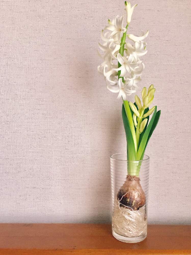 部屋の画像 by がじゅまる子さん | 部屋とヒヤシンスと水栽培と思い出の花と癒しの花とリビングと花のある暮らし