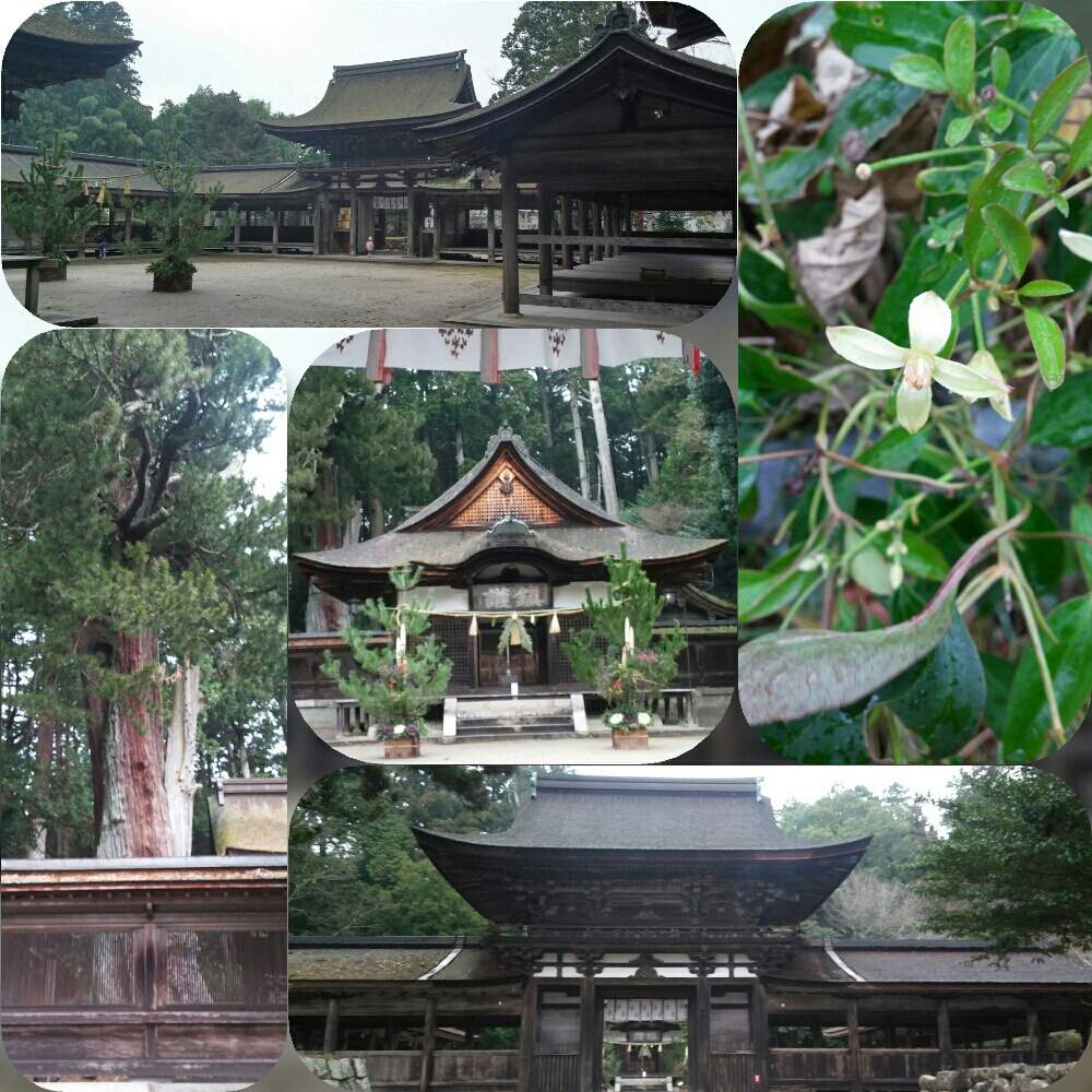 お出かけ先の画像 by 愛でるさん | お出かけ先とセンニンソウと御神木と神社仏閣と山野草と滋賀県と休暇の旅と花のある暮らしと高野槙と巨木