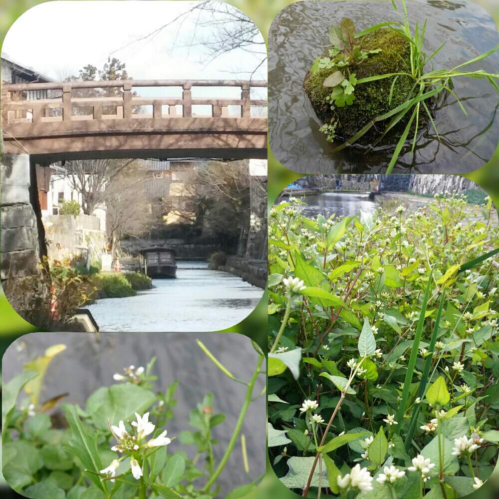お出かけ先の画像 by 愛でるさん | お出かけ先とミゾソバとタネツケバナと山野草と滋賀県と休暇の旅と花のある暮らしと八幡堀