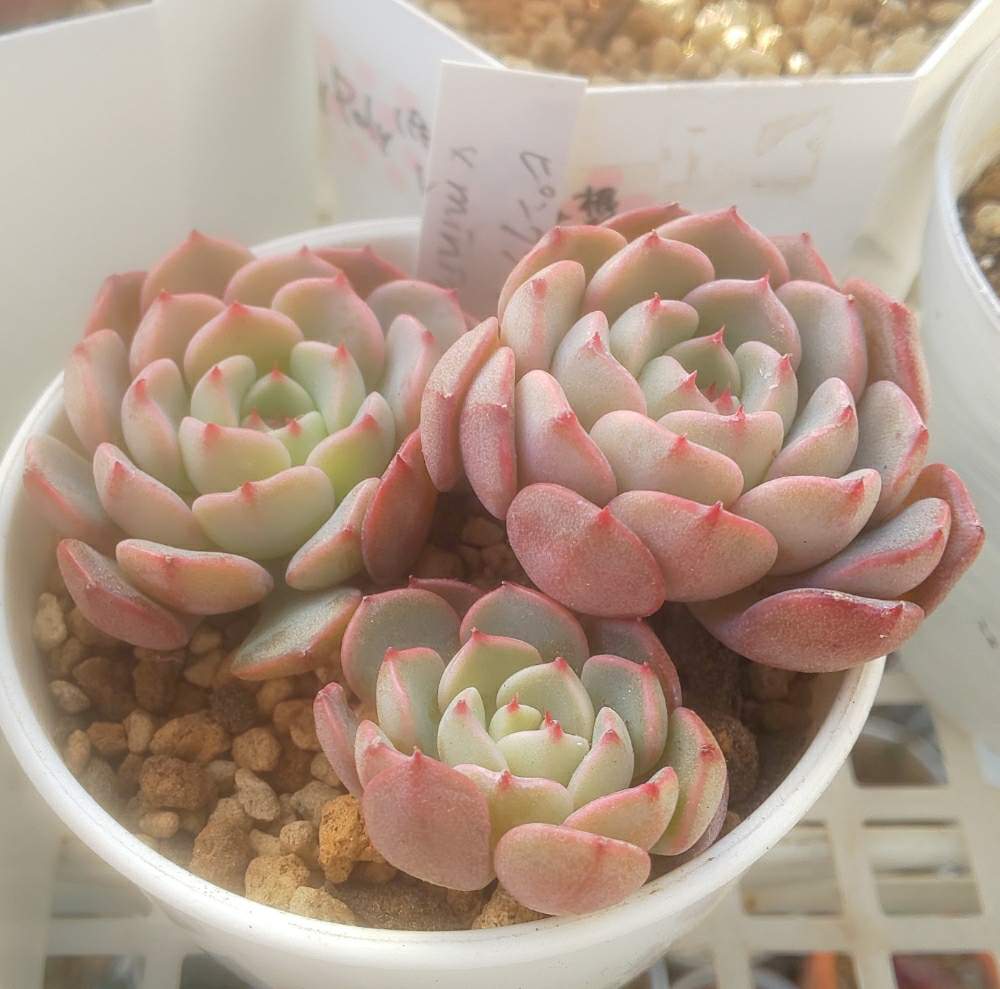 バルコニー/ベランダの画像 by Succulent so cute ♥さん | バルコニー/ベランダとピンクプリティー×ミニマとPink pretty × Minimaとチーム大阪とcute ♥️ ピンクプリティー×ミニマとno green no lifeとサボテン相談室とお気に入り~✴️とエケベリア属とスマホ撮影加工なしとsucculent so cute ♥️とチームグリーンとgreenとSucculent Lifeとenjoy botanical life ♥️とcute ♥️ エケとso cute garden ♥️とGS萌え~✴️と多肉コレクション♥と葉っぱlove♥と冬の多肉ちゃんとsucculentとsucculent love ♥