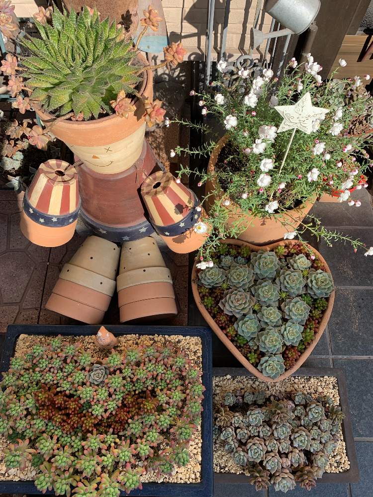 の画像 by ゆかりんさん | 多肉植物植え替えと多肉植物と 虹の玉とハートの形と多肉女子と花かんざし。と多肉植物の紅葉と多肉寄せ植えと冬の多肉ちゃん