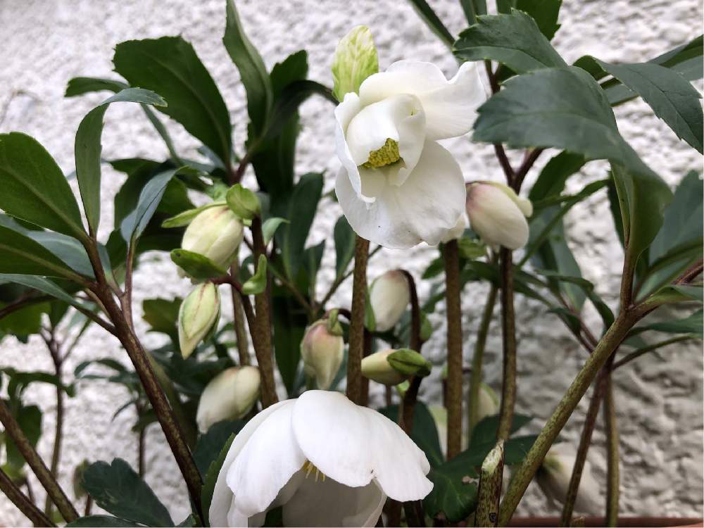 バルコニー/ベランダの画像 by **花ママ**さん | バルコニー/ベランダと今日も笑顔で♡とヘレボルス・ニゲルと小さなしあわせ♡とキュンキュン乙女倶楽部と千葉県と@naturalと部員No248と柏市とお花が好き♡と クリスマスローズと可愛いと花のある暮らしとかわいいとかわいいな♡と㊗️三周年記念投稿